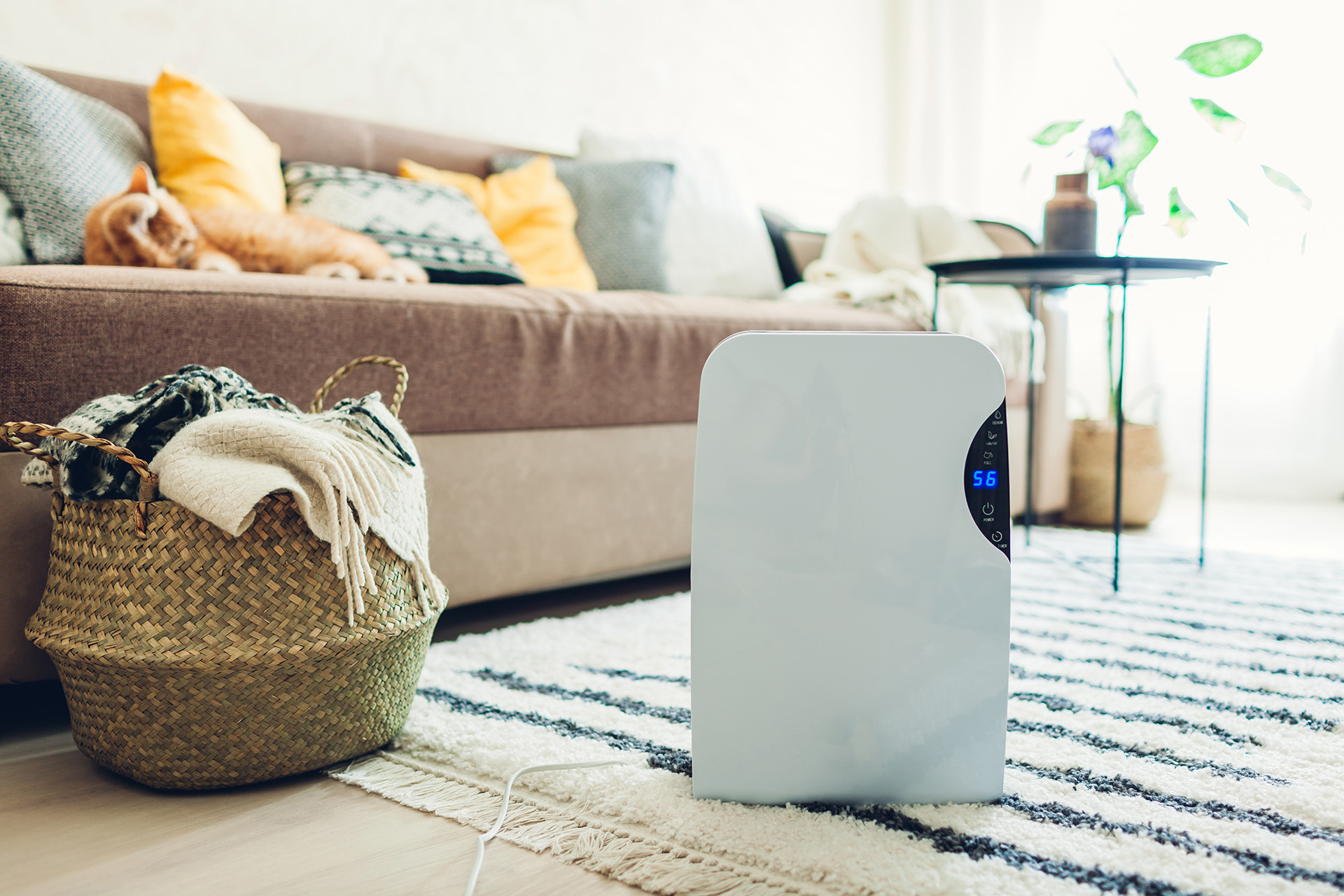 Common Questions About Dehumidifiers